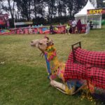 Camel Hire for NGO Events in Kenya