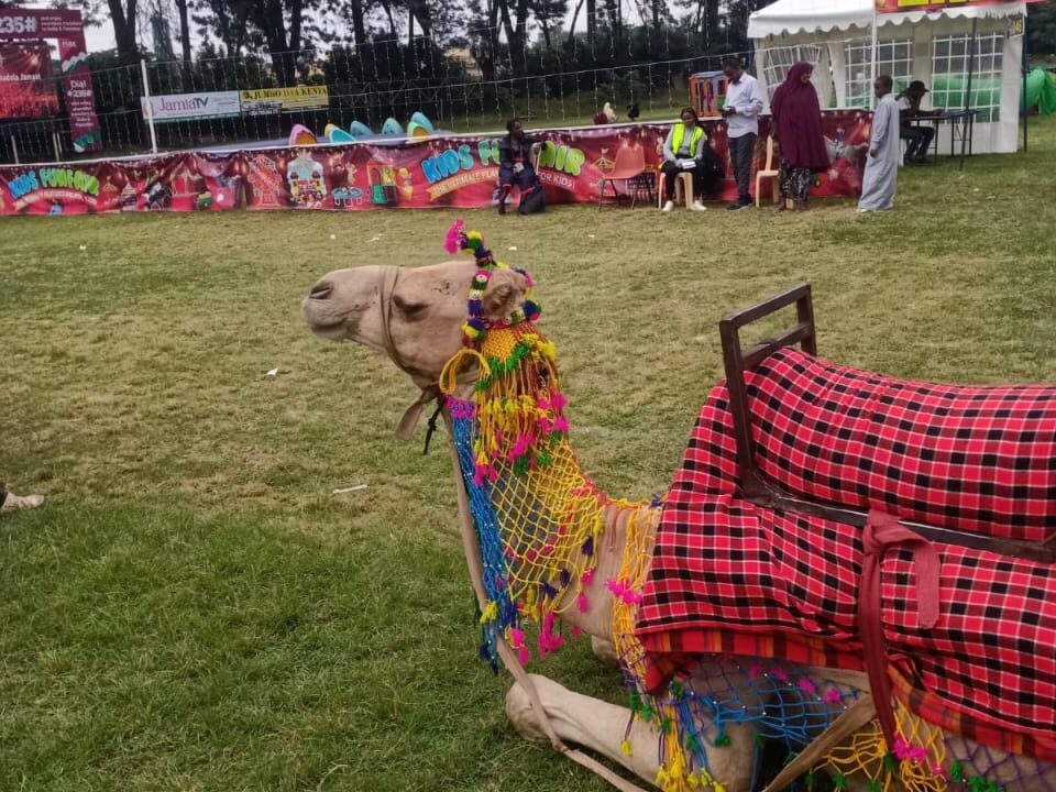 Camel Hire for NGO Events in Kenya