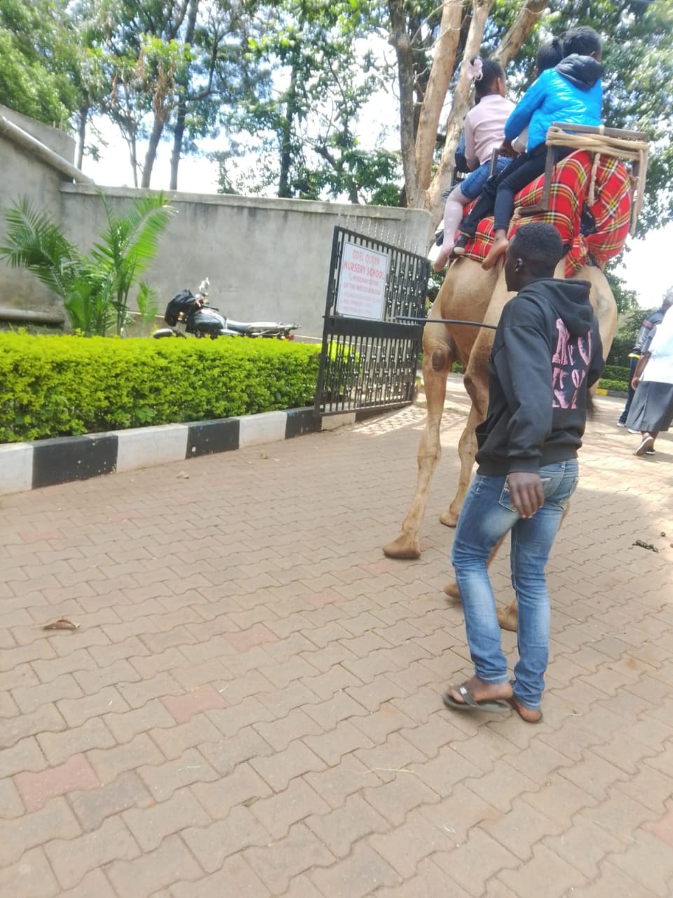 Camel Carrying kids at a family fun day