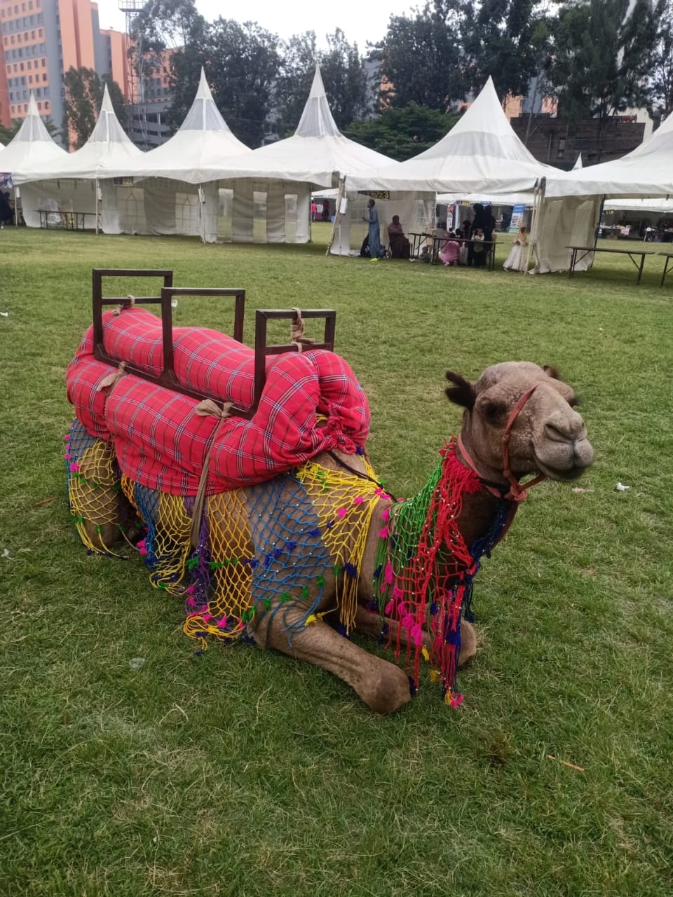 A camel in an NGO event