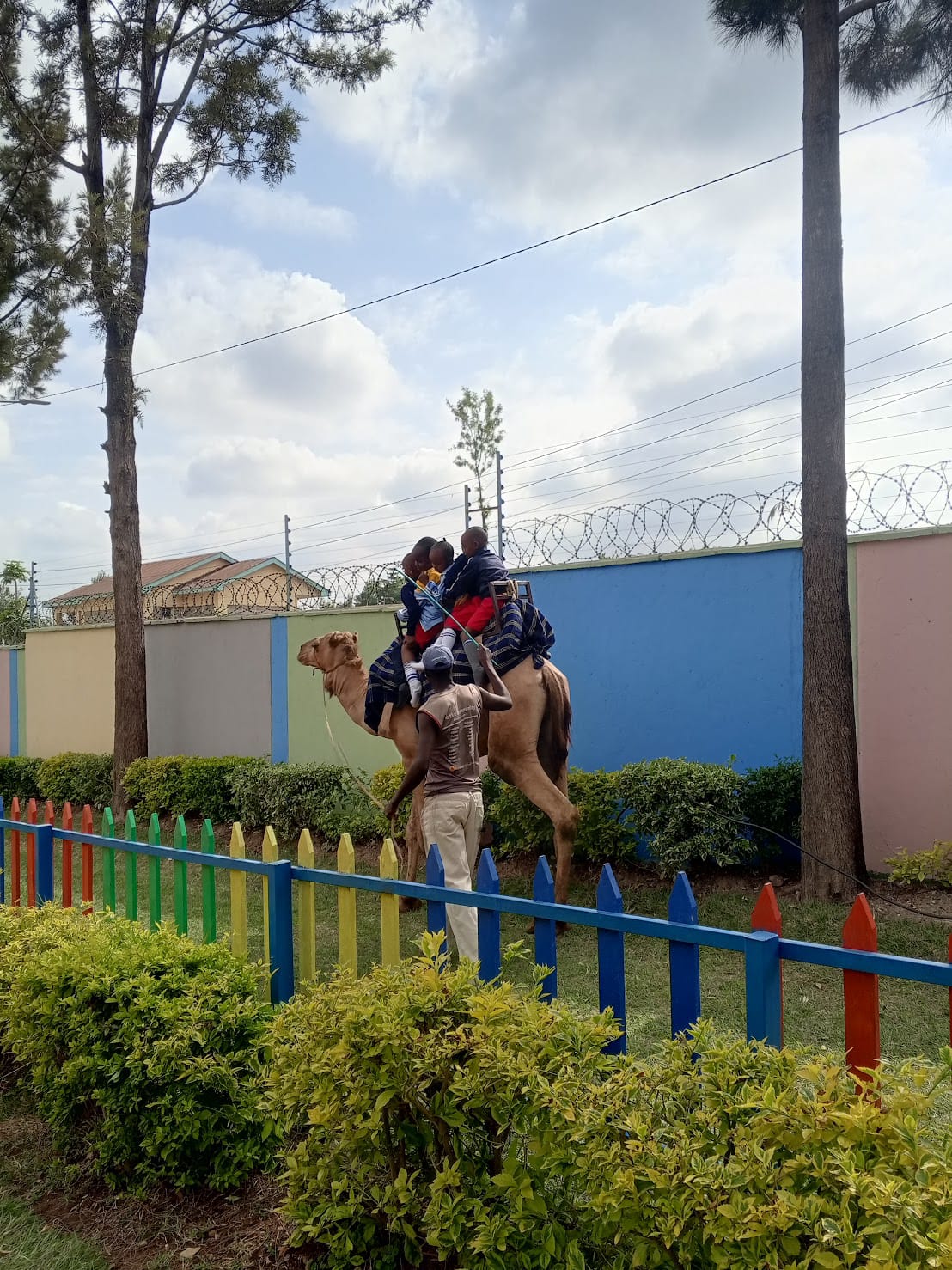 Camel for hire in Nairobi